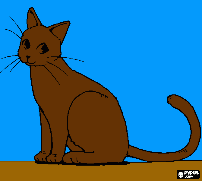 Omalovánka kocicík