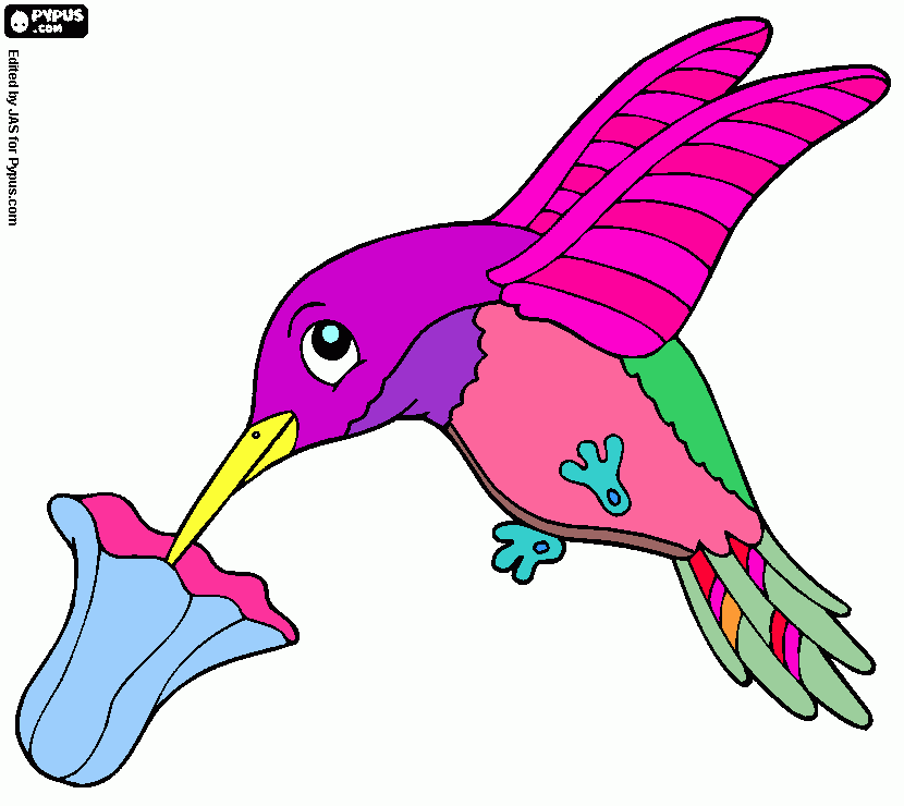 Omalovánka Kolibrík kresba