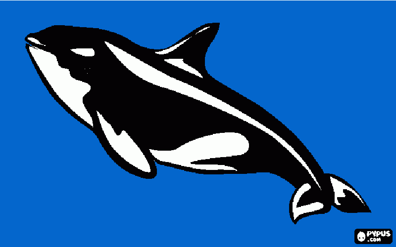 Omalovánka Kosatka v moři