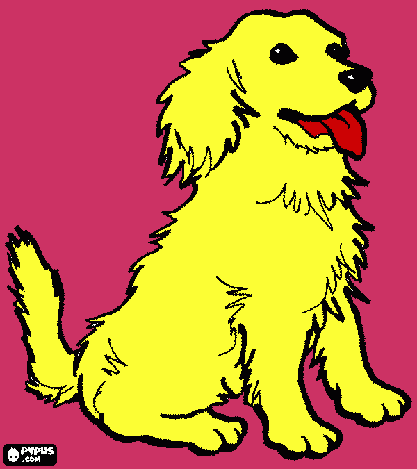 Omalovánka krásný labrador