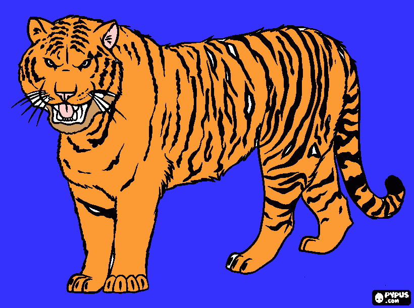 Omalovánka krásný tygr