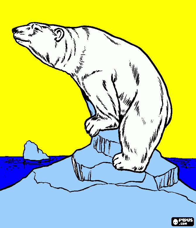 Omalovánka lední medvěd