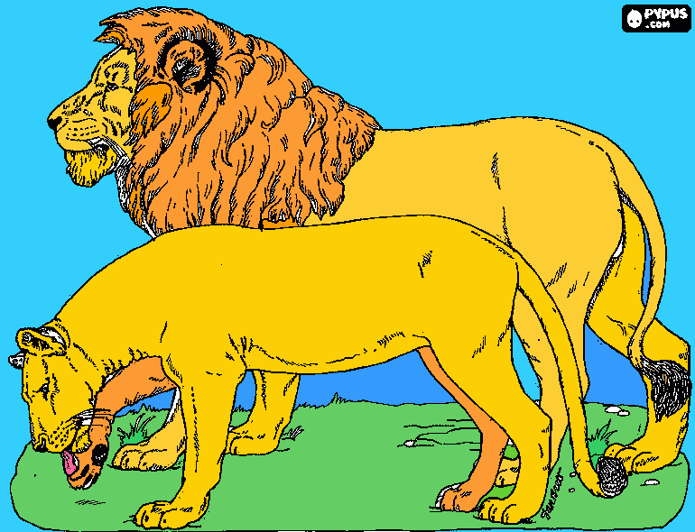 Omalovánka Lev+Lvice