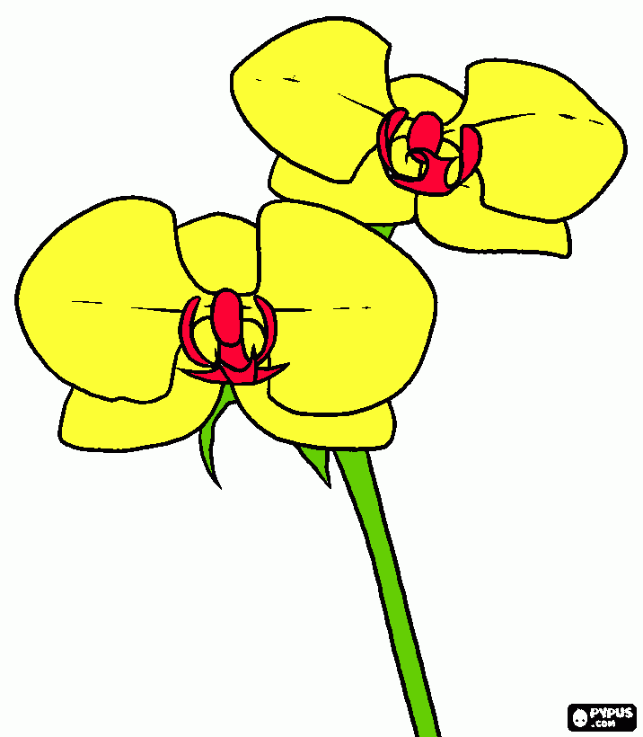 Omalovánka orchidea