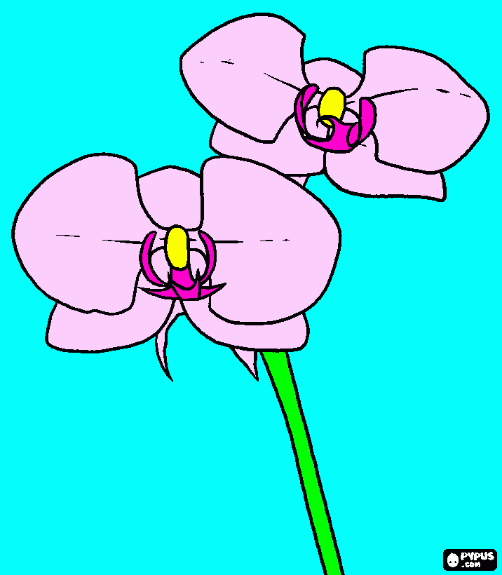 Omalovánka orchidej