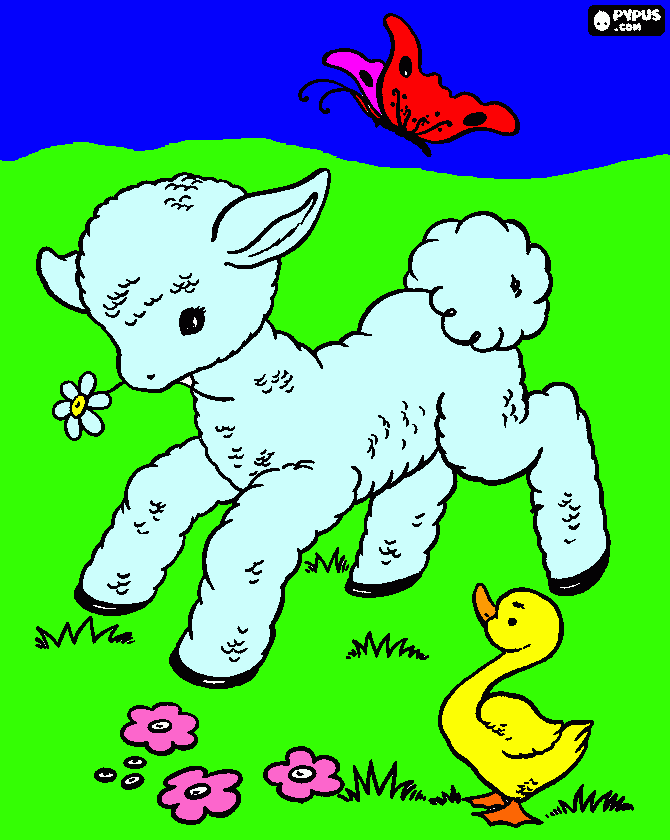 Omalovánka ovce motýl husička 