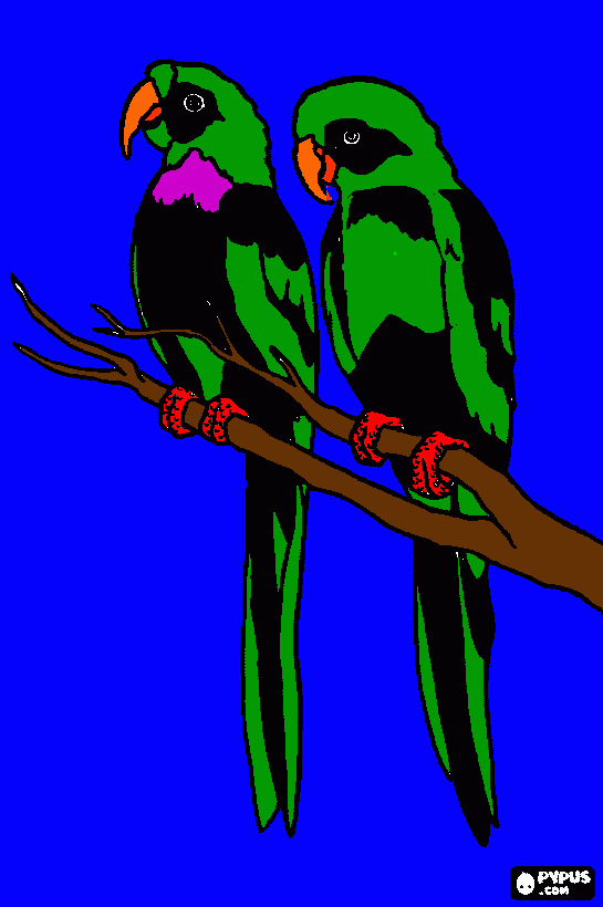 Omalovánka Papoušek