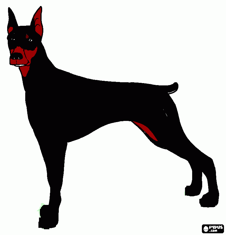 Omalovánka psa dobermana