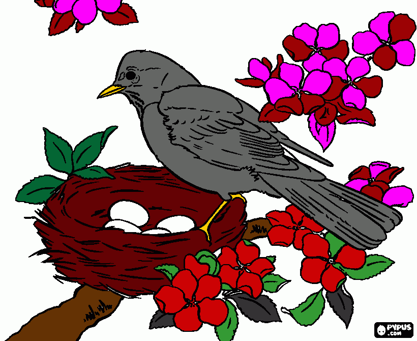 Omalovánka ptak holub