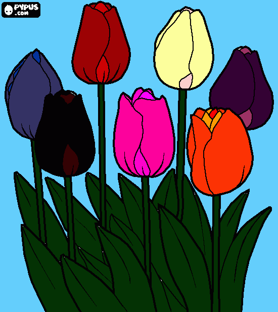 Omalovánka Tulipány