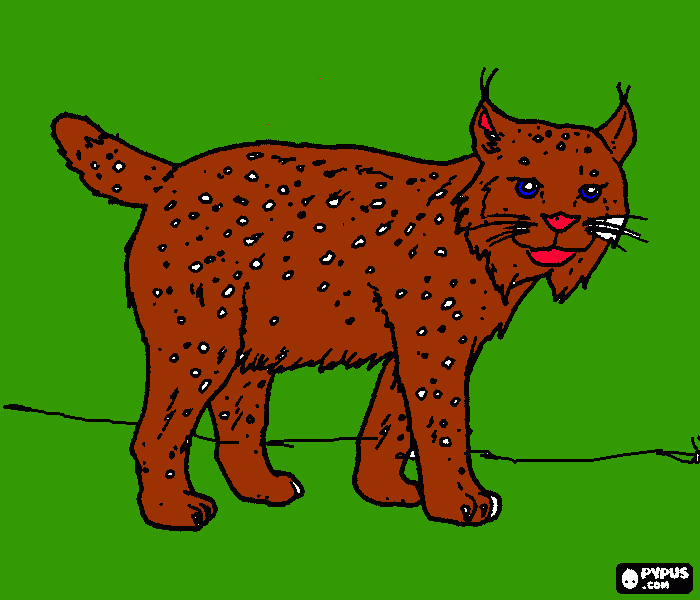 Omalovánka veselá  kočička