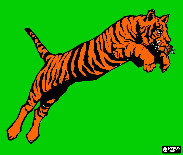 Omalovánka vybarvený tygr